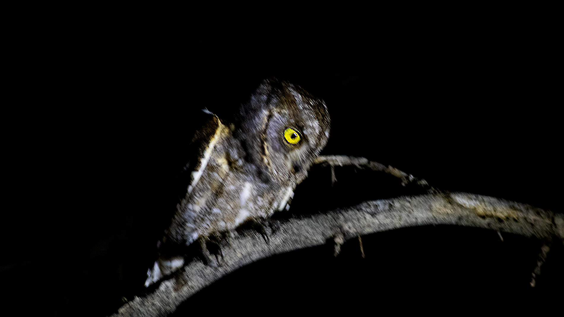 Eurasian Scops-Owl